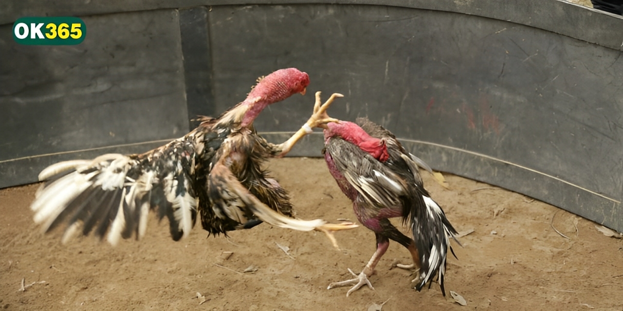 Đá gà đòn đảm bảo công bằng với luật chơi rõ ràng